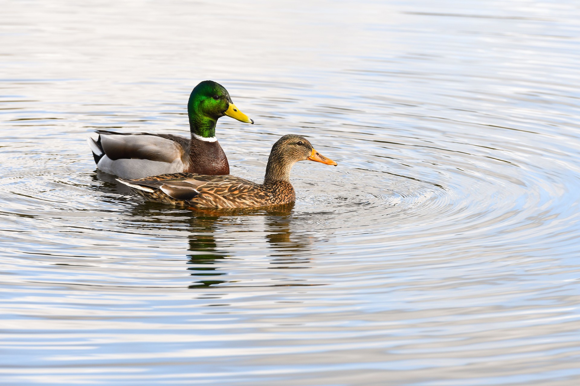 A male and female Mallard swimming on a lake together